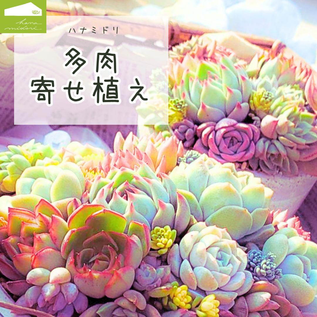 楽天市場】ぷっくり多肉丼 エケベリア詰め合わせBOX : ハナミドリ 楽天
