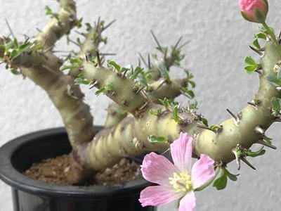 トレジャー | 塊根植物・コーディックス・多肉植物の処分,買取は