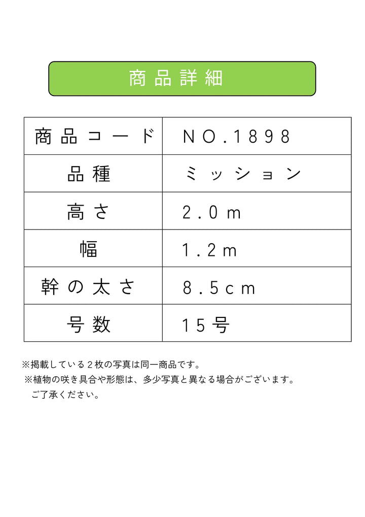 NEWミッション（オリーブの木）｜大型商品｜NO.1898 ｜約200cm｜人気