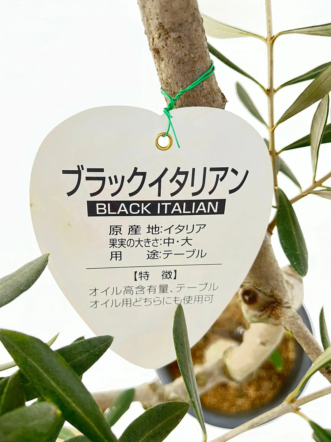 ブラックイタリアン Mサイズ 約130cm NO.10264 オリーブの木 - 株式