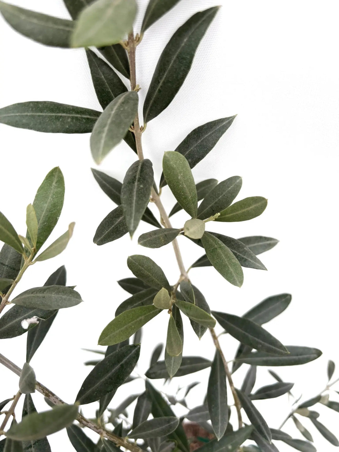 希少】タラスコア（オリーブの木）〈観葉植物〉｜約100cm｜XSサイズ｜K
