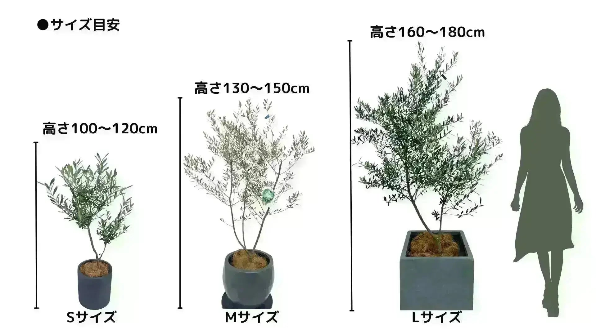 NEWミッション（オリーブの木）｜大型商品｜NO.1856 ｜約180cm｜人気