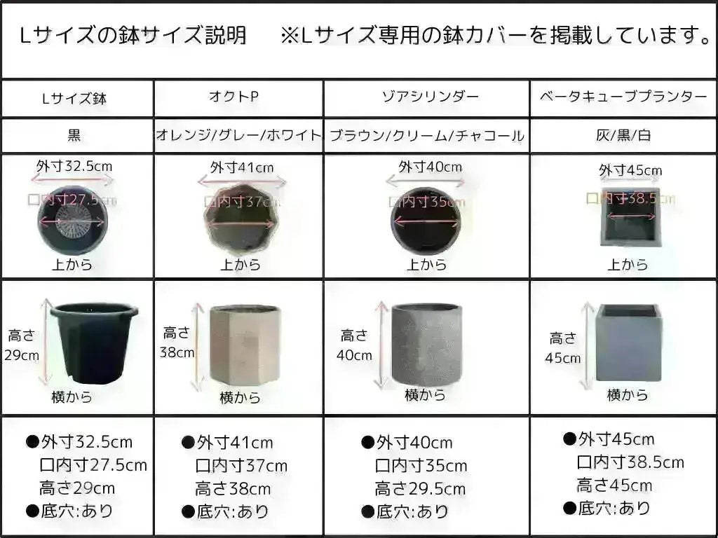 ルッカ Lサイズ 約140cm K-168 オリーブの木 人気品種 - 株式会社鶴亀園