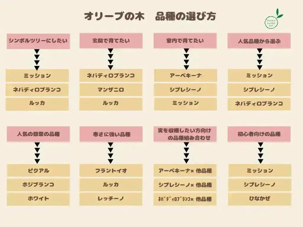 寒さに強い・開帳型】コレッジョラ（オリーブの木）〈病害虫に強い
