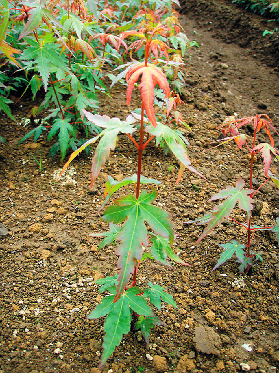 イロハモミジ（Acer palmatum） - 造林・緑化治山・海岸防災林・広葉樹