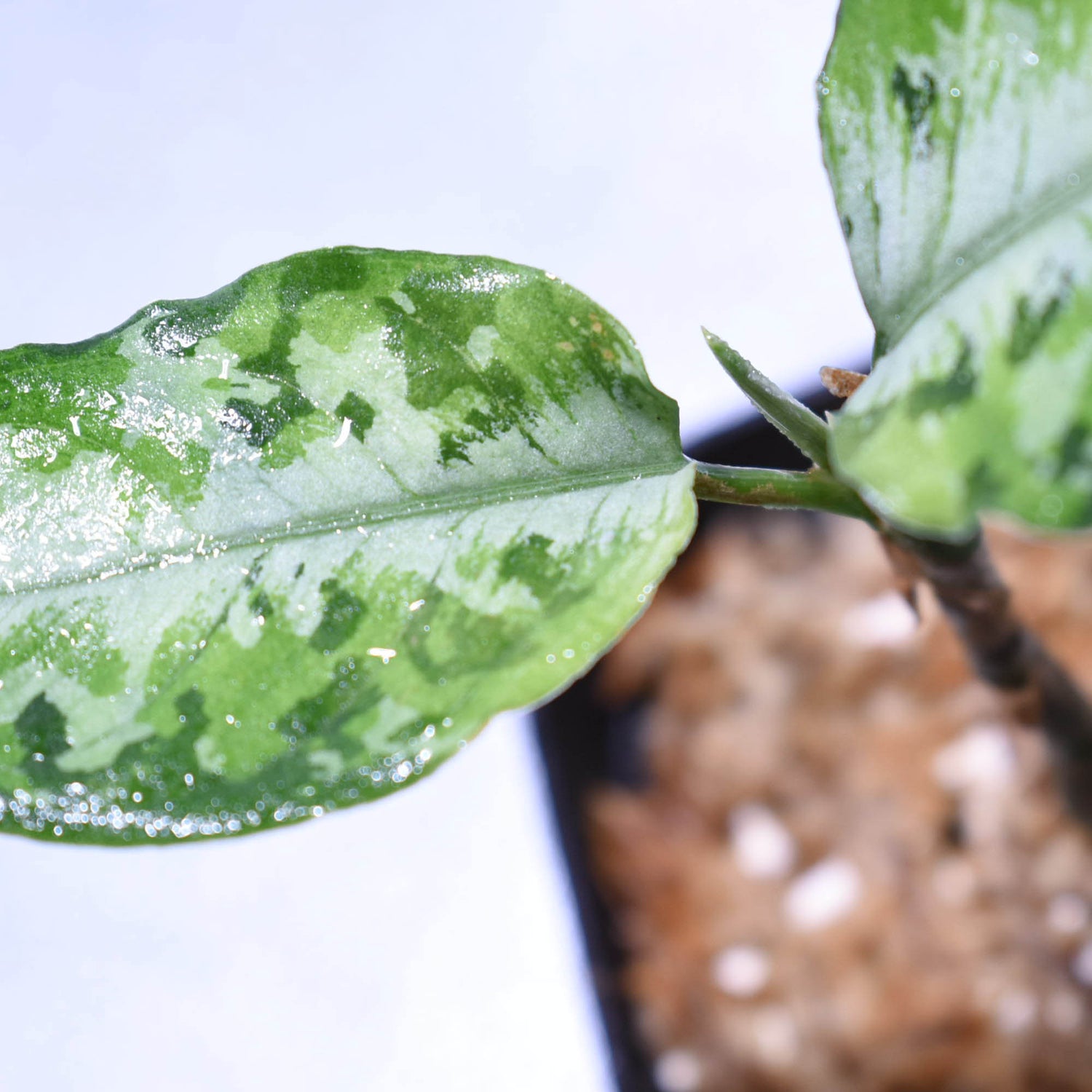 AZ便＞Aglaonema Pictum “Castle“ PDNC from Padang【AZ1012-10b