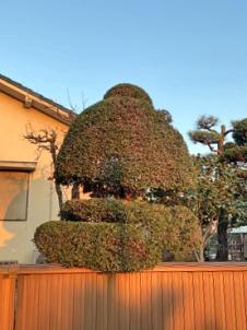 柘植（ツゲ） | 剪定・伐採・除草なら植木屋革命クイック
