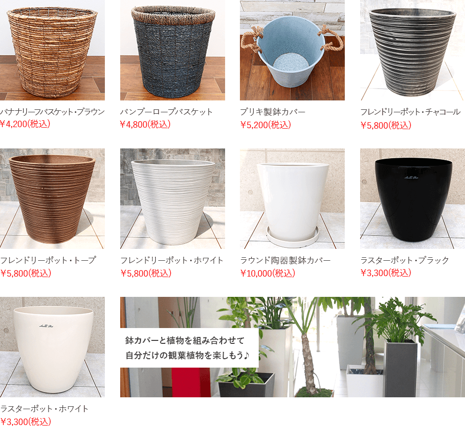 サンスベリア・ゼラニカ 9号鉢 観葉植物と植木鉢の専門店cocolate