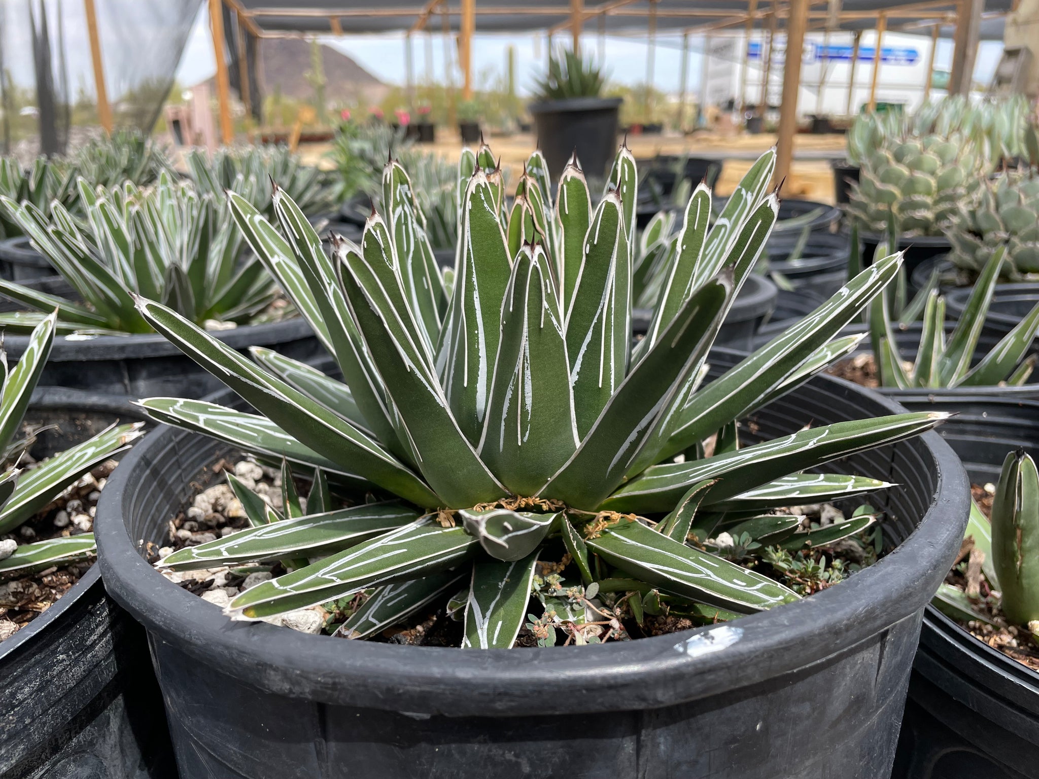 Queen Victoria Agave for Sale | Victoria Cactus | The Cactus Outlet