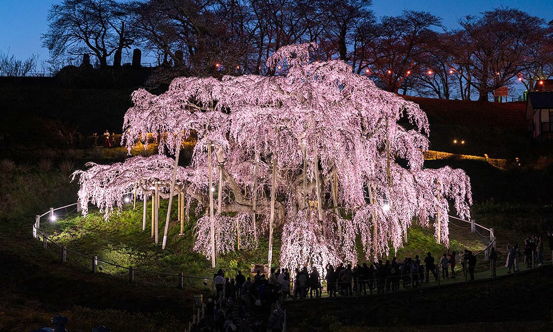 日本を代表する桜の巨木、推定樹齢1千年超 福島県三春滝桜 - Japan