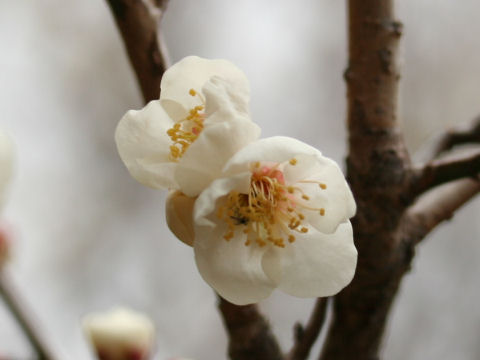 ウメ (Prunus mume)