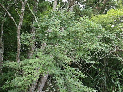 ウメモドキ (Ilex serrata)