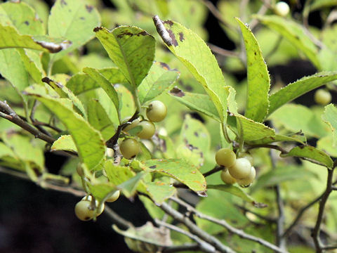 ウメモドキ (Ilex serrata)