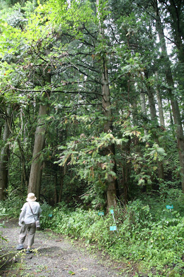 コウヨウザン (Cunninghamia lanceolata)