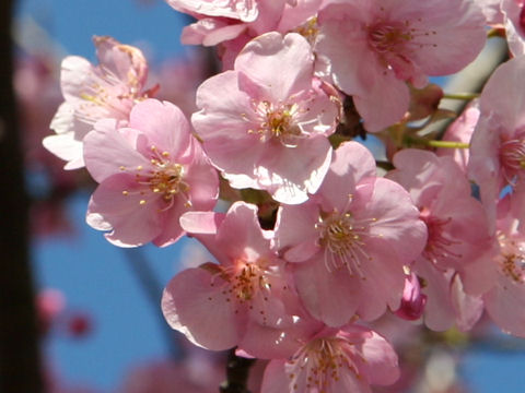 カワヅザクラ (Prunus x kanzakura cv. Kawazu-zakura)