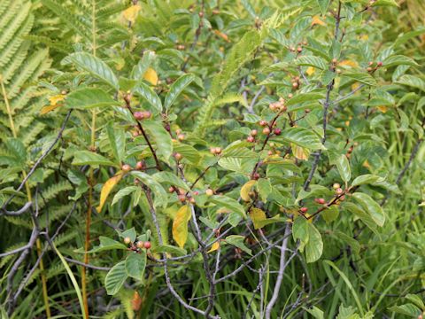 ミヤマウメモドキ (Ilex nipponica)