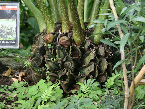 リュウビンタイ (Angiopteris lygodiifolia)