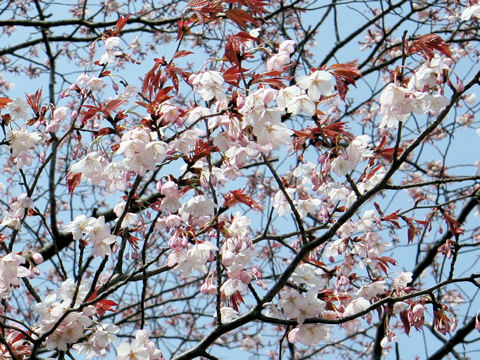 ヤマザクラ (Prunus jamasakura)