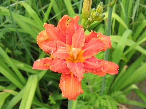 ヤブカンゾウ (Hemerocallis fulva var. kwanso)