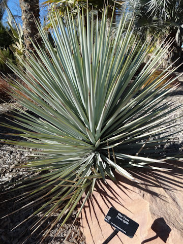 ユッカ・リギダ (Yucca rigida)