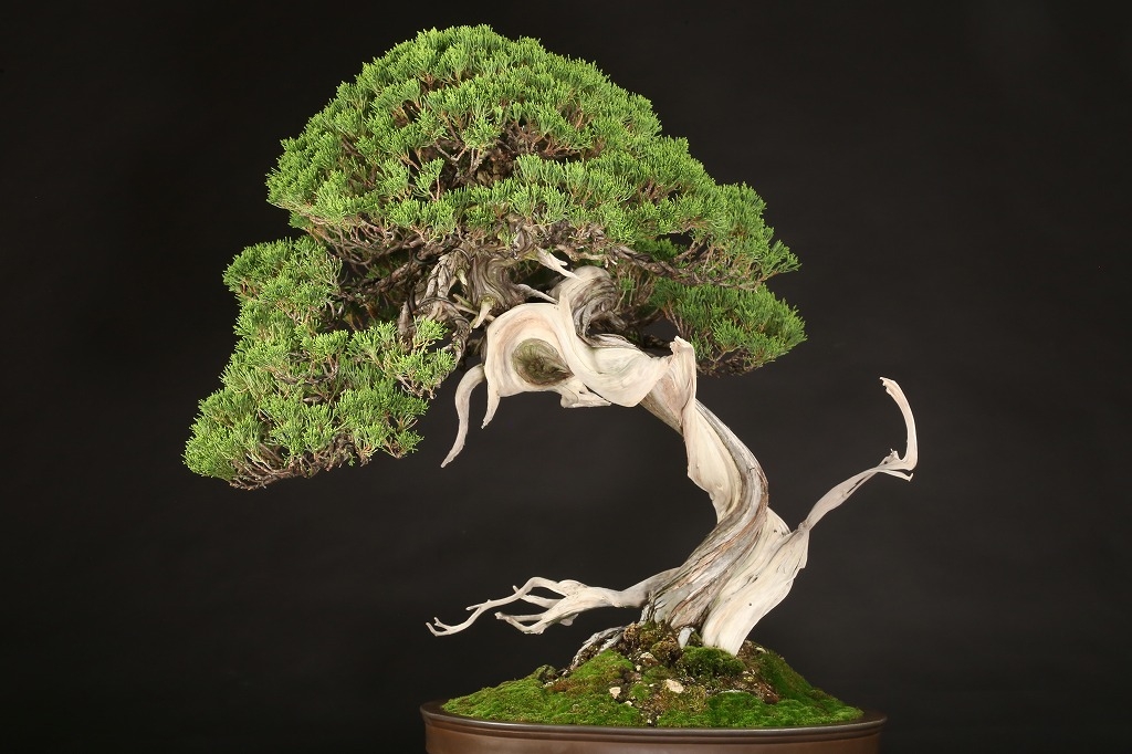 真柏 約200年 | 雨竹亭オンラインショップ
