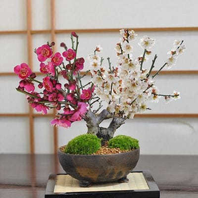 特選白花長寿梅 古木の盆栽を販売｜入門は盆栽妙 – 盆栽妙 本店