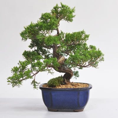 山採り真柏 中品盆栽 樹齢25年の一点物盆栽を販売｜盆栽妙 – 盆栽妙 本店