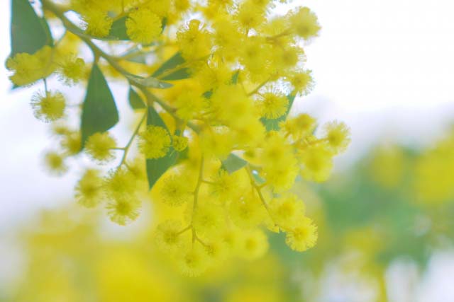三角葉ミモザの育て方について｜観葉植物の育て方 Q＆A