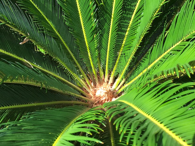 花木図鑑｜ひみつの花園 | 蘇鉄 ソテツ