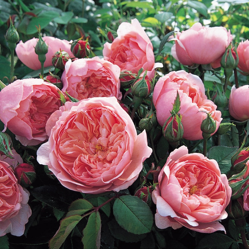 ジ・アレンウィック・ローズ - The Alnwick® Rose (Ausgrab) – David