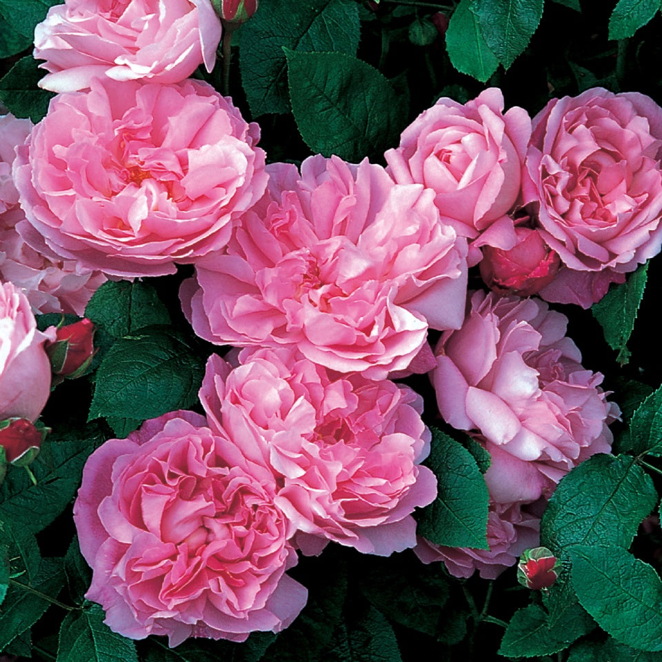 メアリー・ローズ 鉢苗 - Mary Rose® Potted (Ausmary) – David Austin
