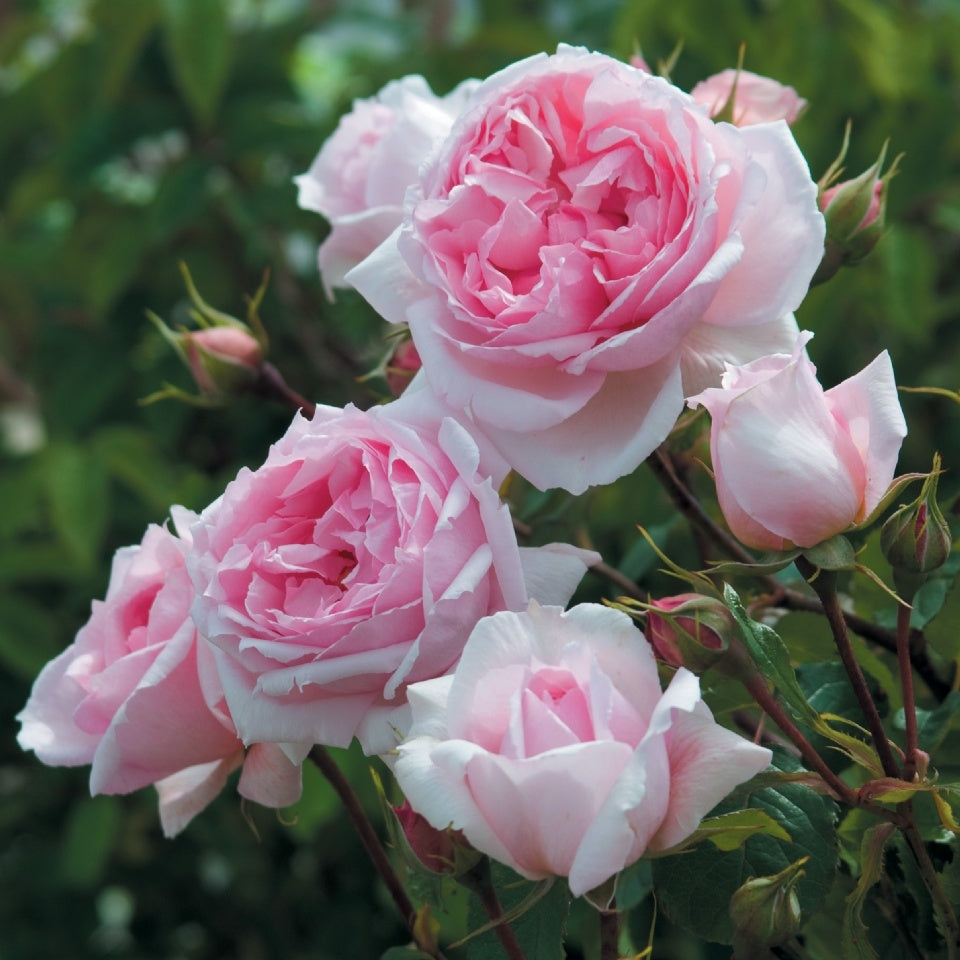 ザ・ウェッジウッド・ローズ 鉢苗 - The Wedgwood Rose Potted