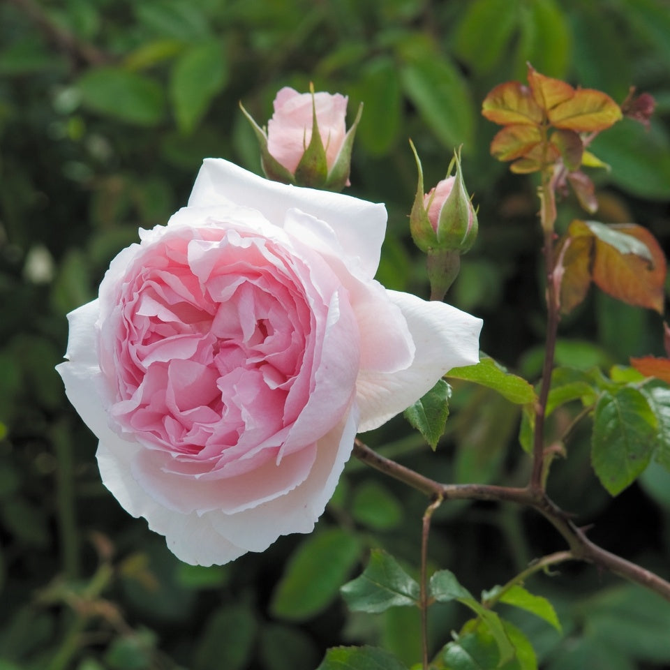 ザ・ウェッジウッド・ローズ 鉢苗 - The Wedgwood Rose Potted