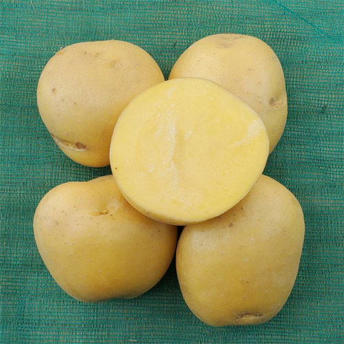 ながさき黄金[秋馬鈴薯] - e-種や｜国内最大級の野菜種・花種・苗