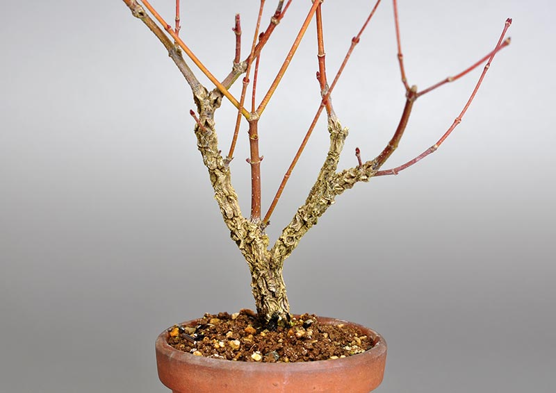 アラカワモミジ-E-1（あらかわもみじ・荒皮紅葉）雑木盆栽の販売と育て