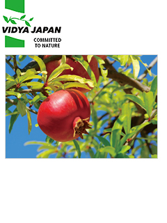 ざくろなら「ザクロエキス粉末 ［Pomegranate］」:ヴィディヤジャパン