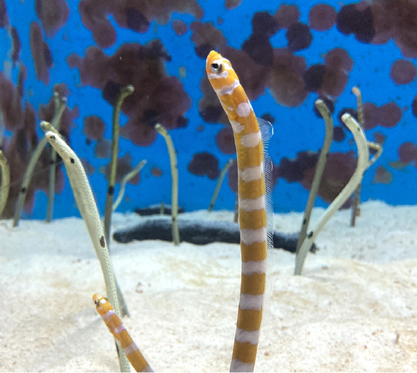 2111zoo_okinawa1.jpg