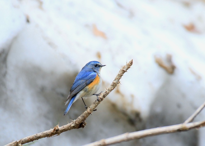 野鳥シリーズ31 ルリビタキ | あきた森づくり活動サポートセンター