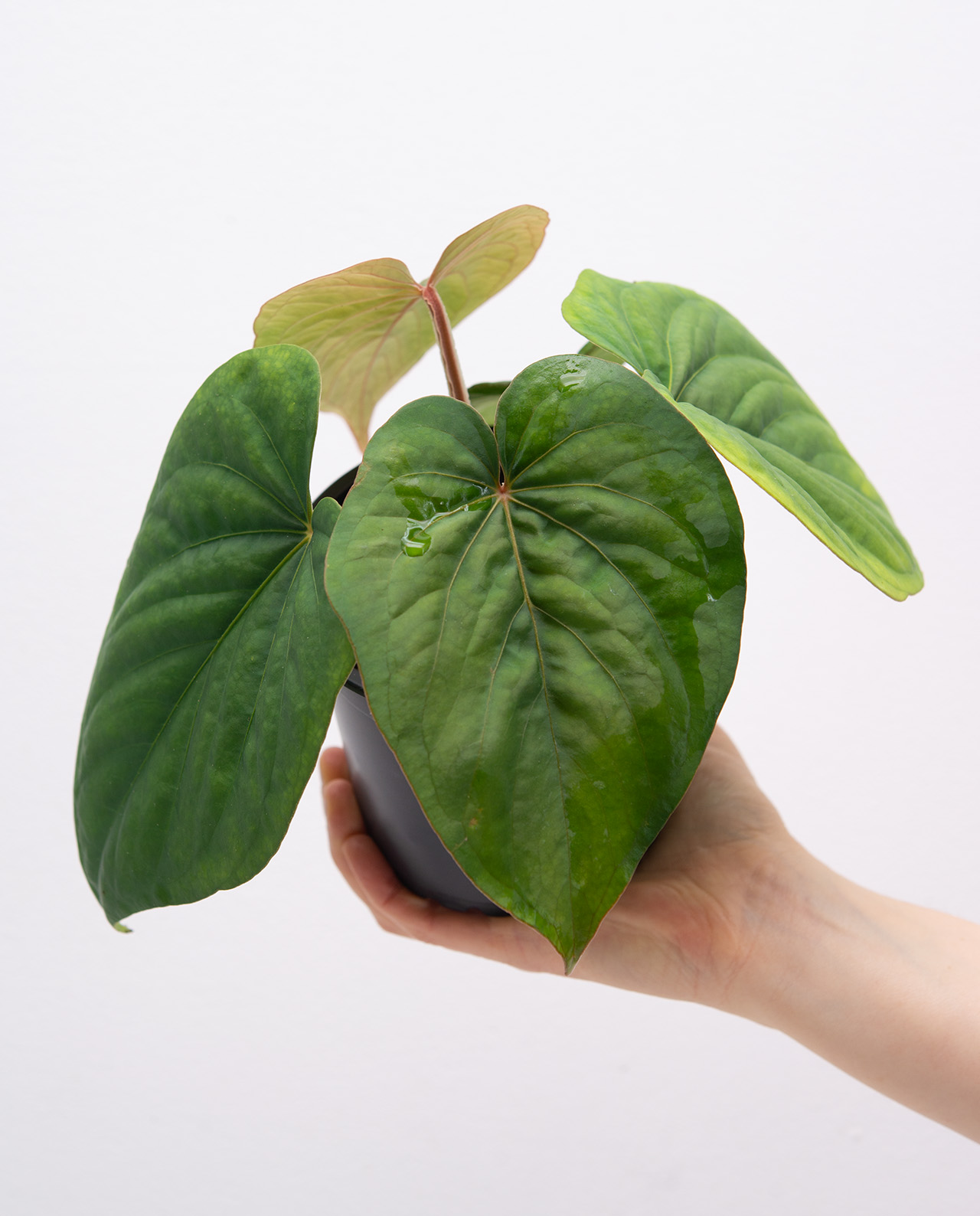 Anthurium kunayalense 874 online kaufen - Farnwerk – Design lebt.