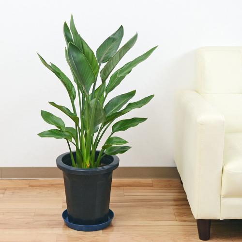 観葉植物の販売・ギフトならフラワーコーポレーション / 観葉植物