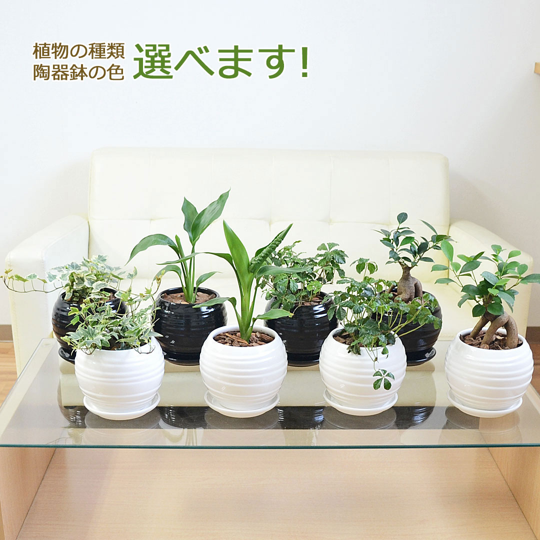 観葉植物の販売・ギフトならフラワーコーポレーション / 観葉植物 種類