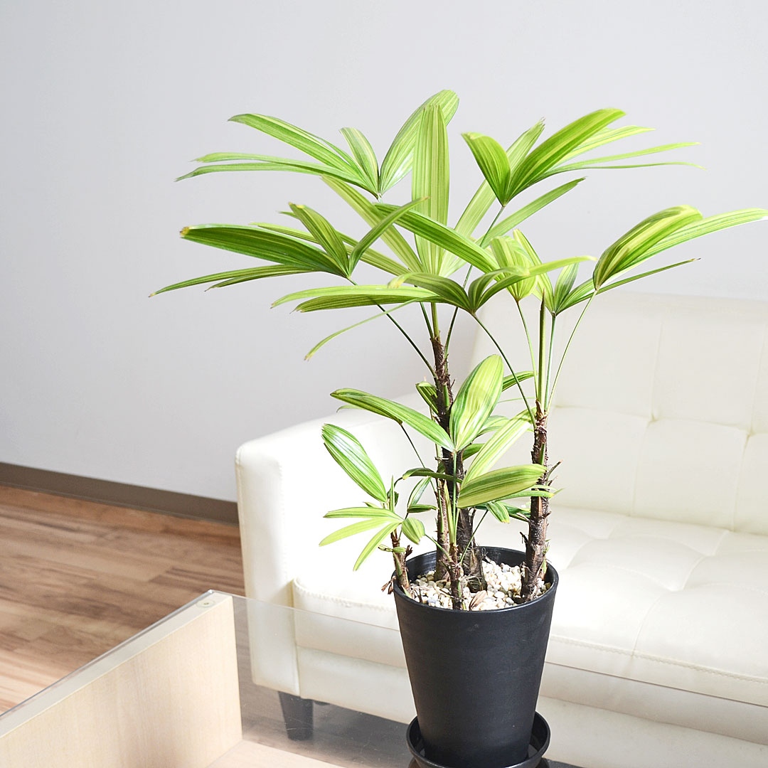 観葉植物の販売・ギフトならフラワーコーポレーション / 観葉植物 観音