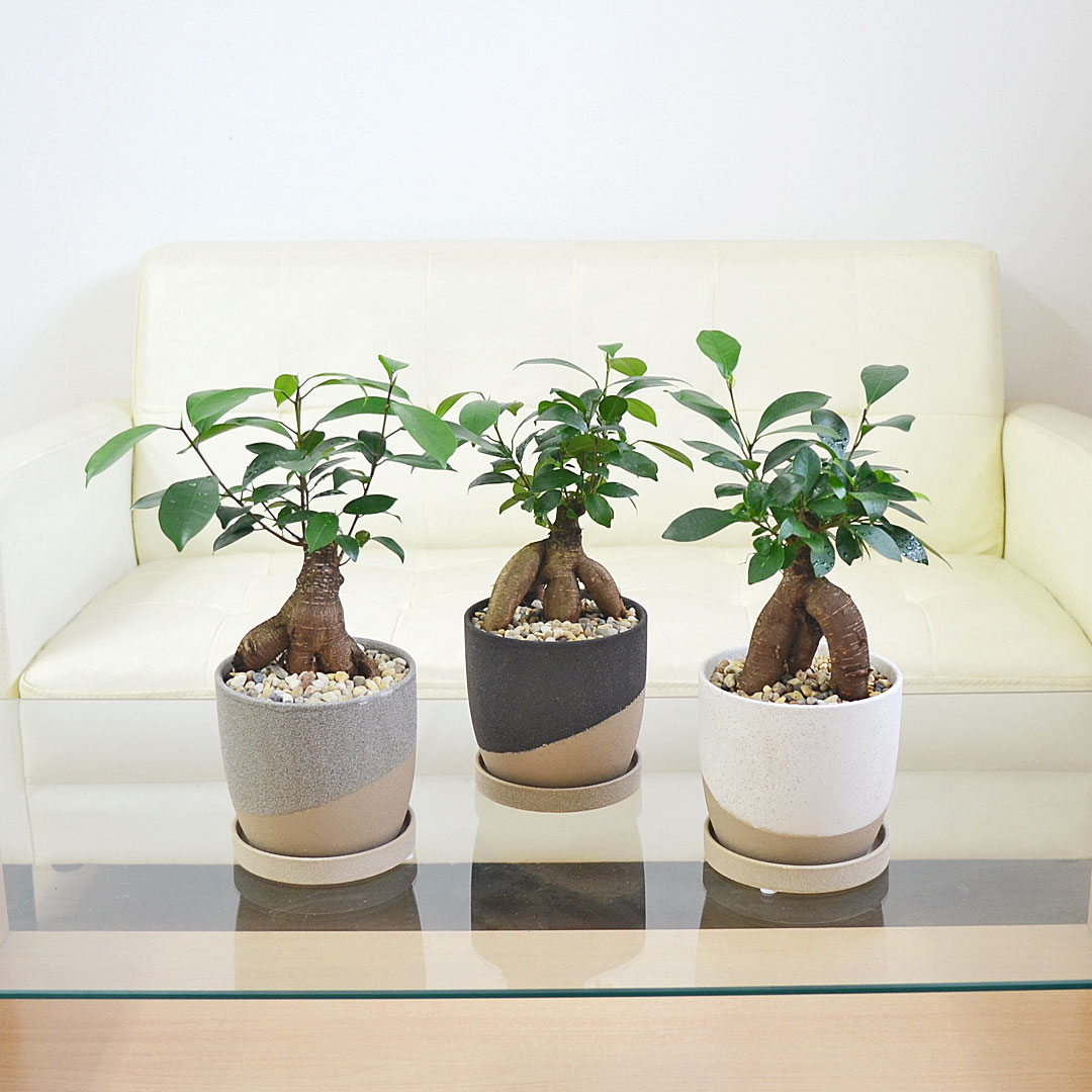 観葉植物の販売・ギフトならフラワーコーポレーション / 観葉植物