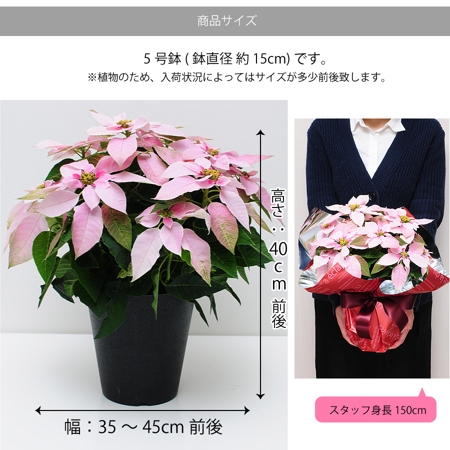 プリンセチア 5号鉢 ピンク系 鉢花・鉢植え・寄せ鉢 | エーデルワイス