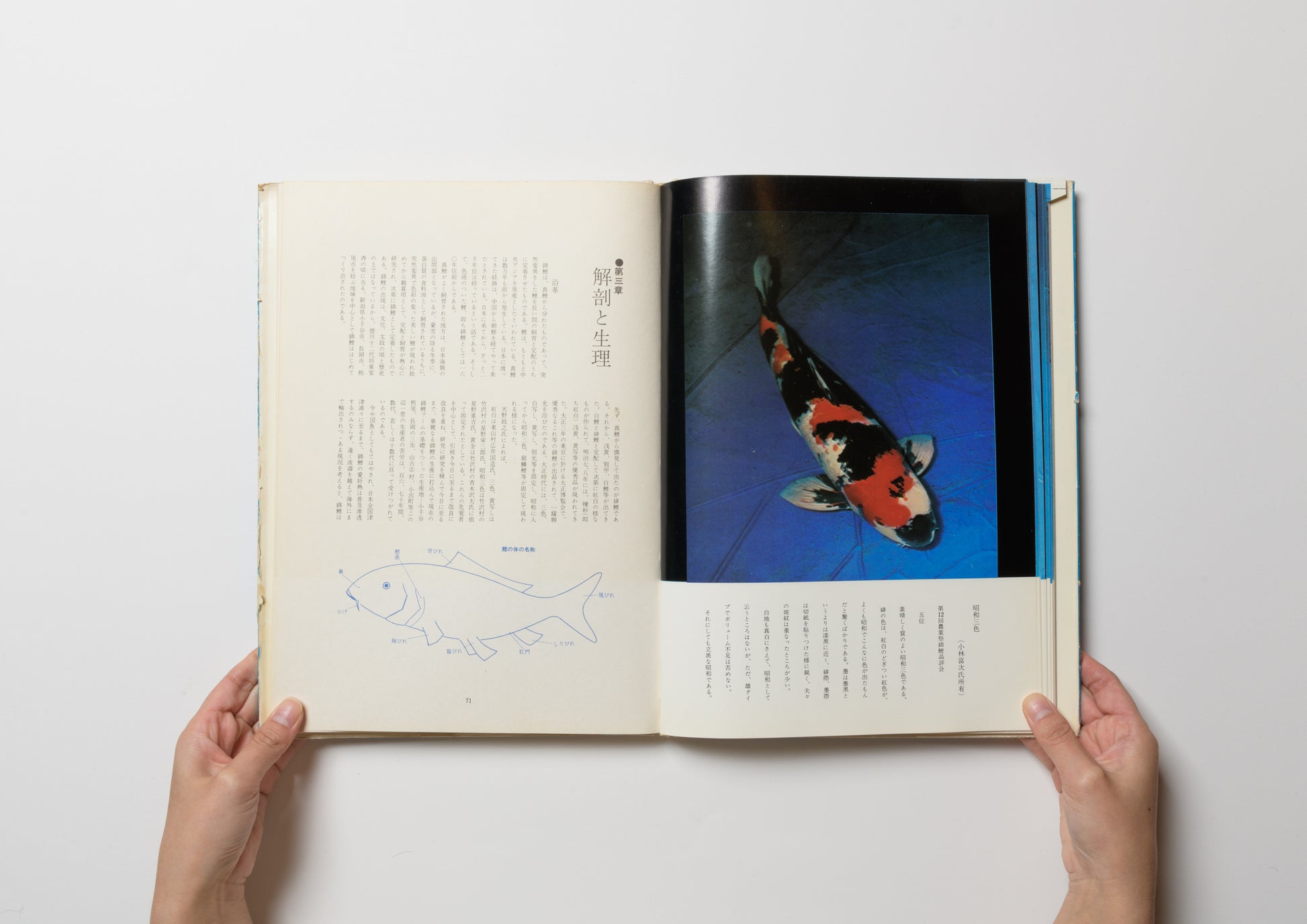原色図説 錦鯉大鑑 – FRAGILE BOOKS