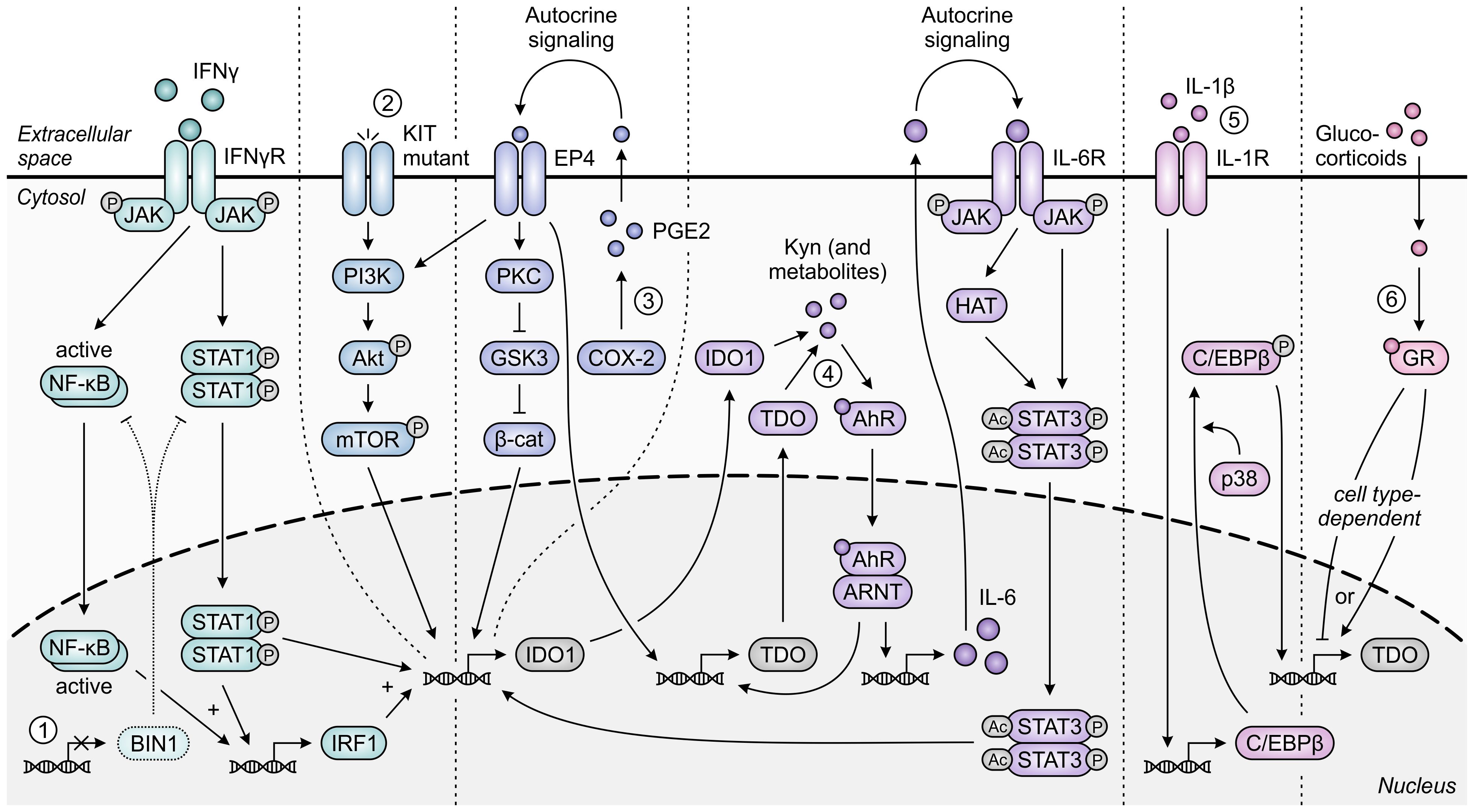 Frontiers | Targeting amino acid-metabolizing enzymes for cancer