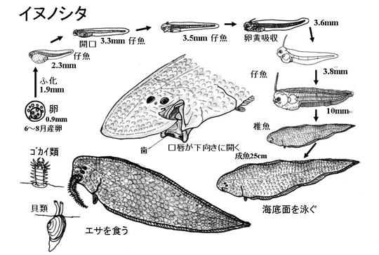 一点物】 レントゲン魚拓 舌平目 一点物】レントゲン魚拓舌平目