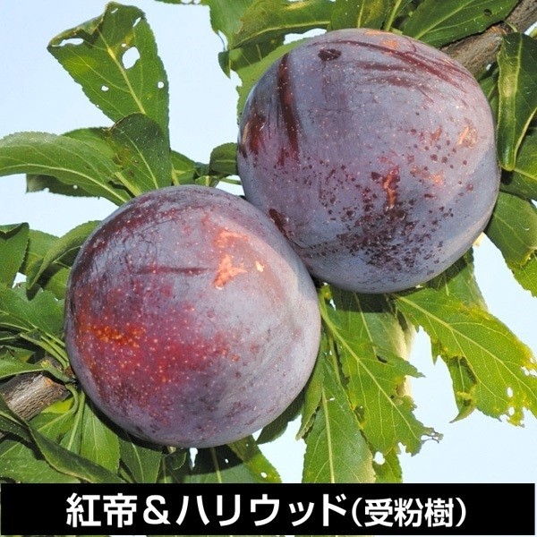 国華園オンラインショップ / スモモ苗