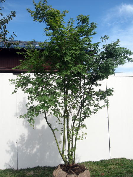 イロハモミジ 株立 樹高2．0m前後 の通販 | ホームセンター コメリ