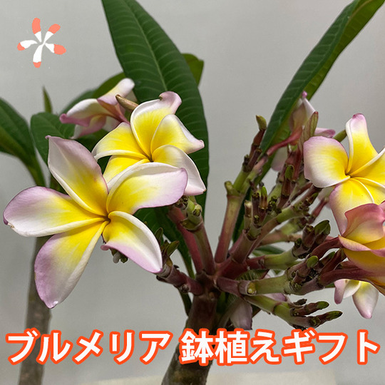 burume-top.jpg
